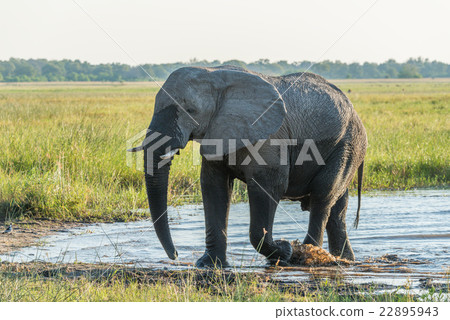 Elephant leaving shallow river in golden light 22895943