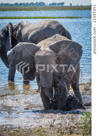 Elephant splashing on muddy riverbank near another Elephant splashing on muddy riverbank near another 22895955