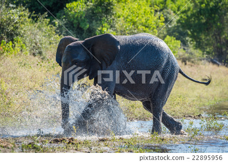 Elephant splashing through shallows on wooded bank 22895956
