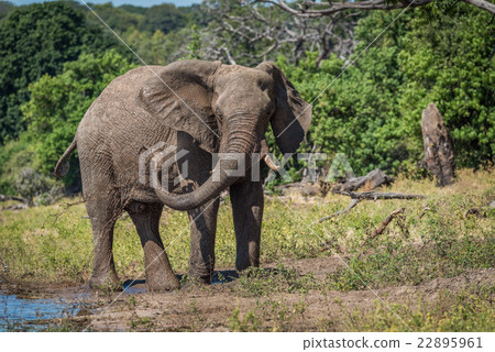Elephant squirting mud over itself beside river 22895961