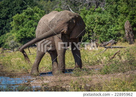 Elephant squirting mud with trunk beside river 22895962