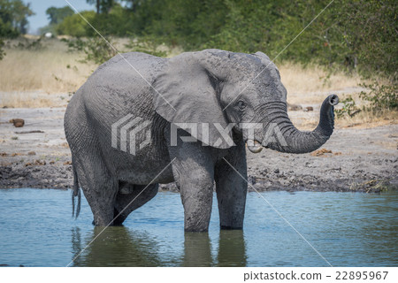 Elephant standing in water hole raising trunk Elephant standing in water hole raising trunk 22895967