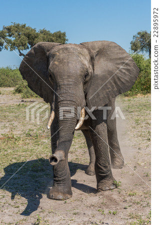 Elephant staring at camera in grassy clearing 22895972
