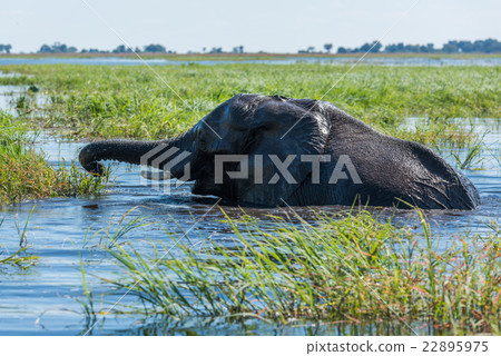 Elephant swims using trunk to reach grass 22895975
