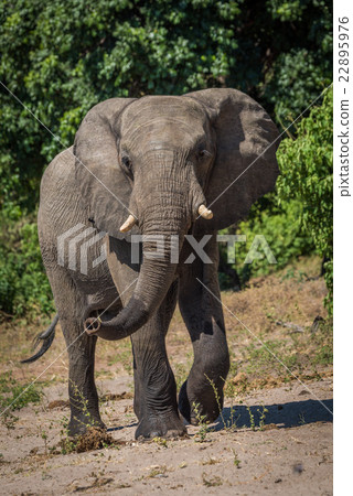 Elephant swings trunk walking on sandy ground Elephant swings trunk walking on sandy ground 22895976