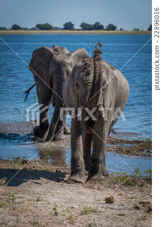 Elephant throwing mud over head beside river Elephant throwing mud over head beside river 22896016
