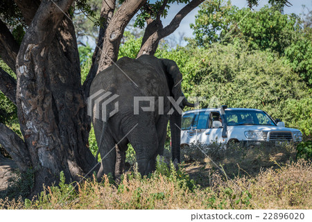 Elephant under tree approaching jeep on track 22896020