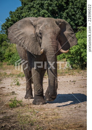 Elephant walking along sandy riverbank to camera Elephant walking along sandy riverbank to camera 22896022
