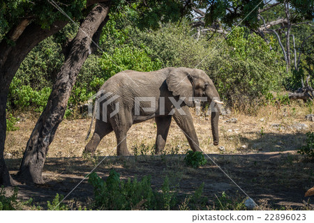 Elephant walking along track framed by trees 22896023