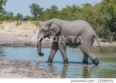 Elephant walking from water hole in profile Elephant walking from water hole in profile 22896030