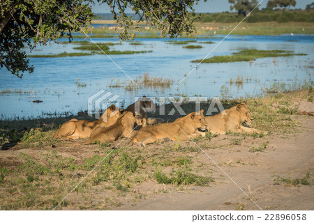 Five lions lying under tree by river 22896058