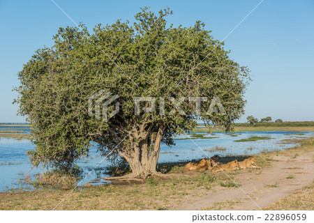 Five lions lying under tree on riverbank 22896059