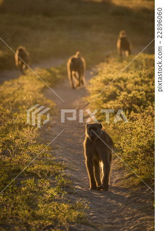 Four chacma baboons walking down sandy track 22896060