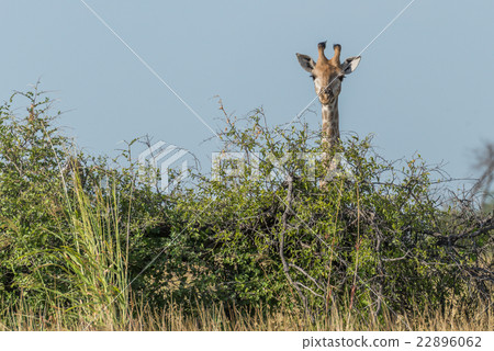 Giraffe peeping over bush under blue sky 22896062