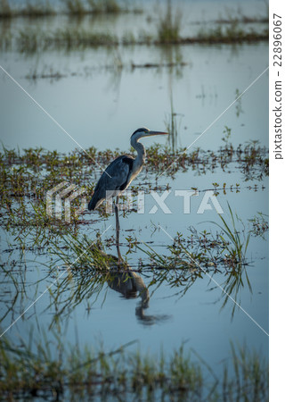 Grey heron fishing in river with plants 22896067