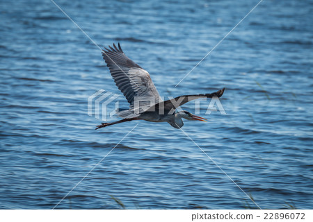 Grey heron with wings spread over water 22896072