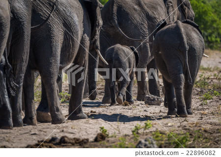 Herd of elephants walking away from camera Herd of elephants walking away from camera 22896082
