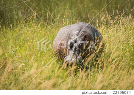 Hippopotamus standing in long grass facing camera Hippopotamus standing in long grass facing camera 22896084