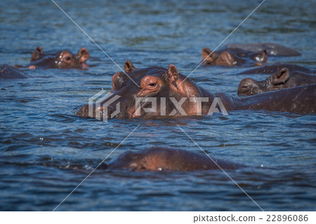Hippopotamus with others in river facing camera Hippopotamus with others in river facing camera 22896086