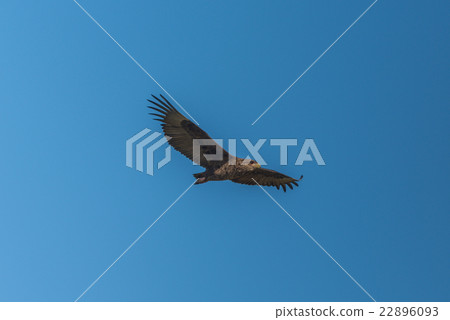 Juvenile bateleur flying in perfect blue sky Juvenile bateleur flying in perfect blue sky 22896093