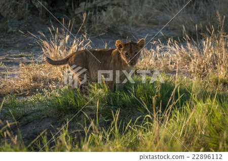Lion cub in grass staring at camera Lion cub in grass staring at camera 22896112
