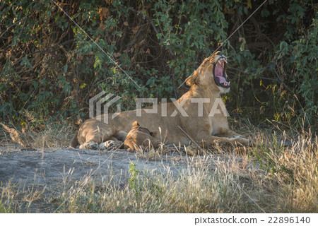 Lioness lies yawning in bushes with cub 22896140