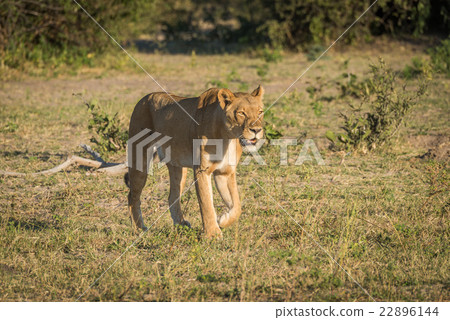 Lioness stalking prey in grassy clearing 22896144