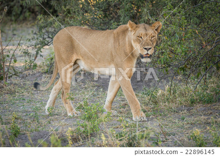 Lioness stalking prey in shade of bush 22896145