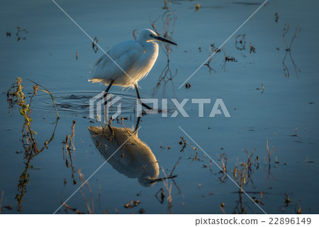 Little egret reflected in shallows at dusk 22896149