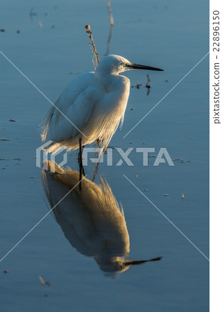 Little egret reflected in shallows at sunset 22896150