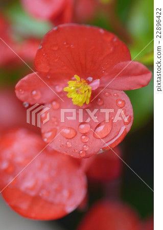 秋海棠 秋海棠 22896422