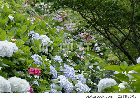 在回家的方式的八仙花屬瀑布 22896503