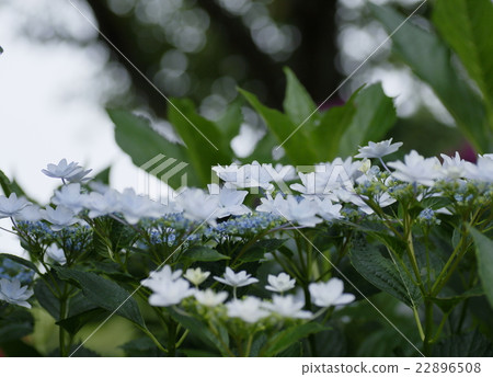 Hydrangea waterfall on the way home 22896508