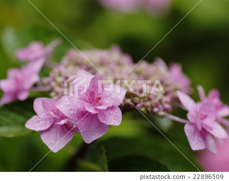 Hydrangea waterfall on the way home 22896509