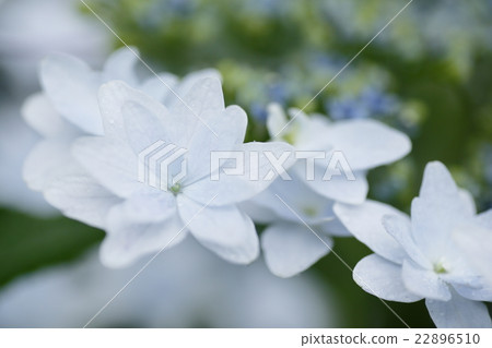 Hydrangea waterfall on the way home Hydrangea waterfall on the way home 22896510
