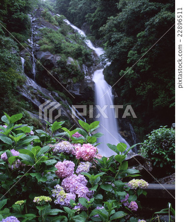 在回家的方式的八仙花屬瀑布 22896511