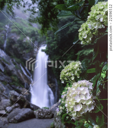 在回家的方式的八仙花屬瀑布 22896512