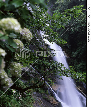 在回家的方式的八仙花屬瀑布 22896513