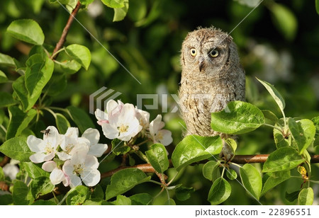 Baby scops owl in spring 22896551