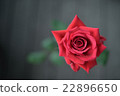 玫瑰	 22896650