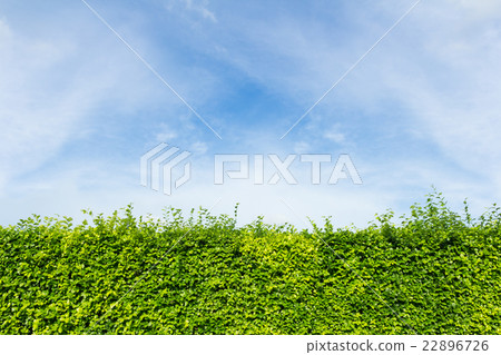 green leaves wall with cloud and sky background 22896726