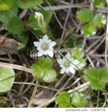 White tateyama gentian 22896776