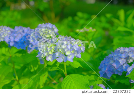 杜鵑花繡球花 杜鵑花繡球花 22897222