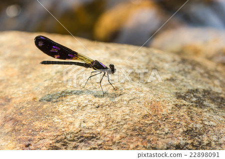 Damsel Flies at water fall Damsel Flies at water fall 22898091