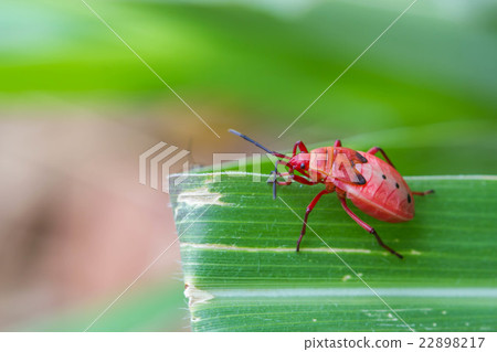 red shield bug on nature background red shield bug on nature background 22898217