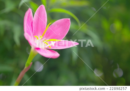 Zephyrinus and tree leakage day 22898257