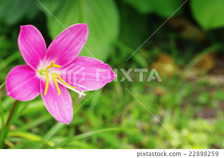 Pink zephyrinusus 22898259