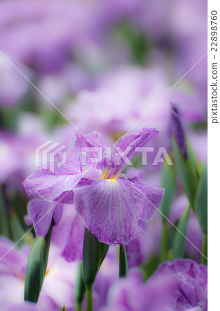 虹膜向上 22898760