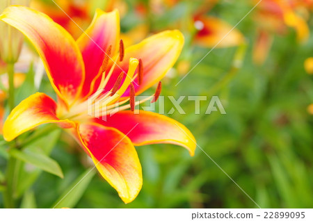 Two color blooming squash lily Two color blooming squash lily 22899095