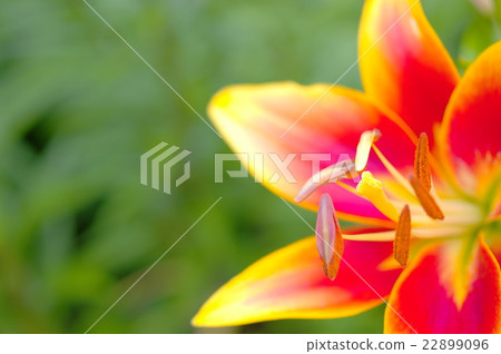Multi-color blooming squash lily (close-up) Multi-color blooming squash lily (close-up) 22899096